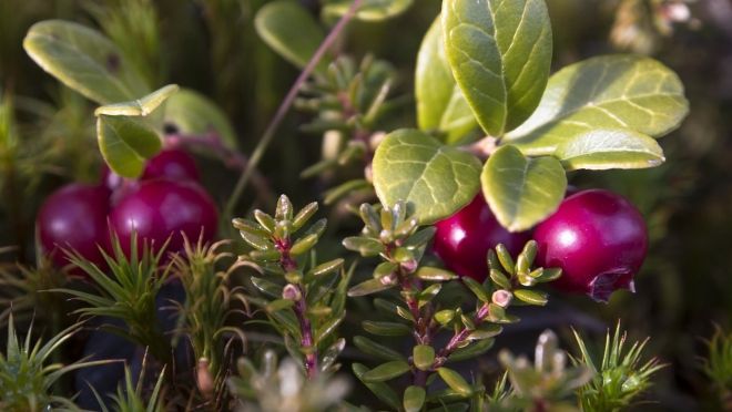 В Марий эл объявили дату начала сбора клюквы