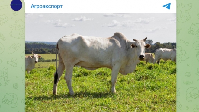 Стоимость самой дорогой коровы в мире составляет 2,24 млн долларов