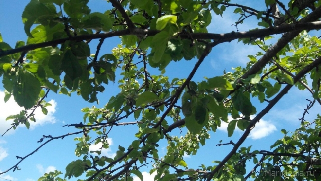 В Марий Эл установилась жаркая погода