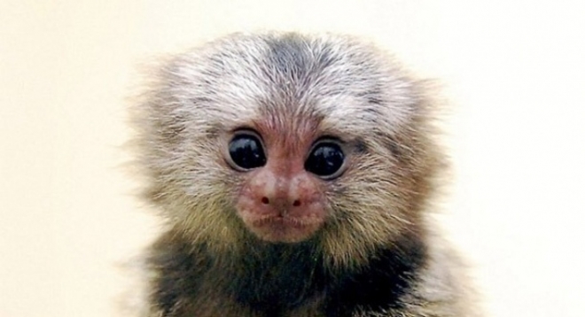 Парад обезьян