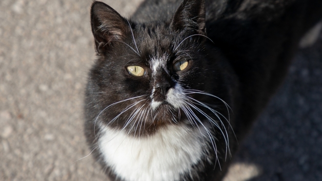Жителей «Звёздного» ждут с домашними питомцами на прививку