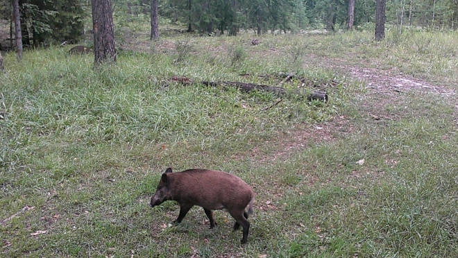 В Марий Эл запретили охоту на территории двух охотничьих хозяйств