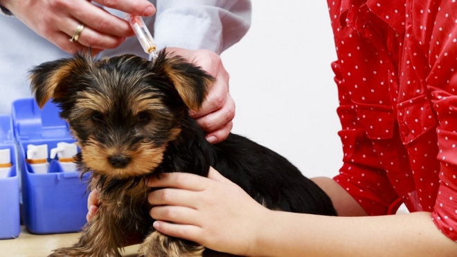 В каком городе ПФО появится «скорая помощь» для домашних животных