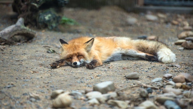 Из-за бешеной лисы в Оршанском районе вакцинируют домашних животных
