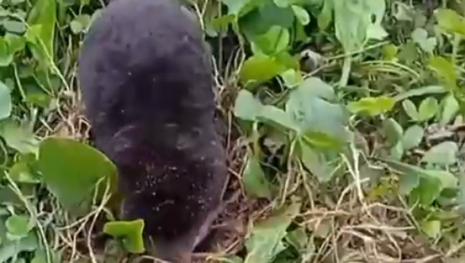 В Марий Эл обитает больше 460 тысяч кротов