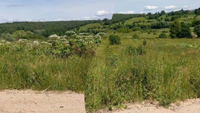 В Горномарийском районе в пяти сельских поселениях уничтожили борщевик Сосновского