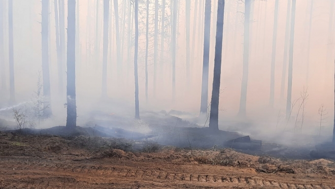 Лесной пожар угрожает перекинуться на посёлок Сосновый бор