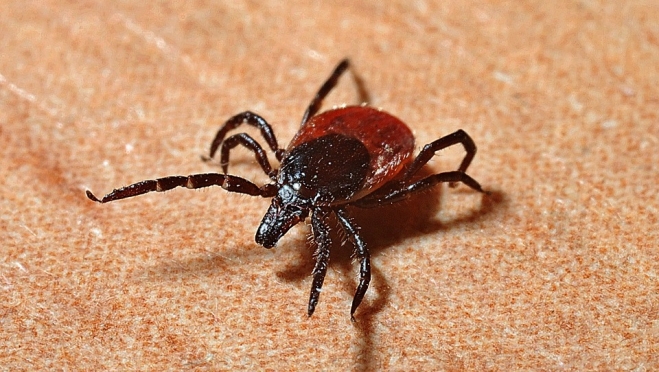 В Марий Эл от укусов клещей пострадали 684 человека, двое – заразились клещевым боррелиозом