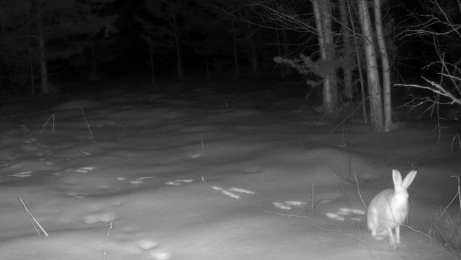 Зайцы в заповеднике Марий Эл восполняют минералы из лосиных рогов