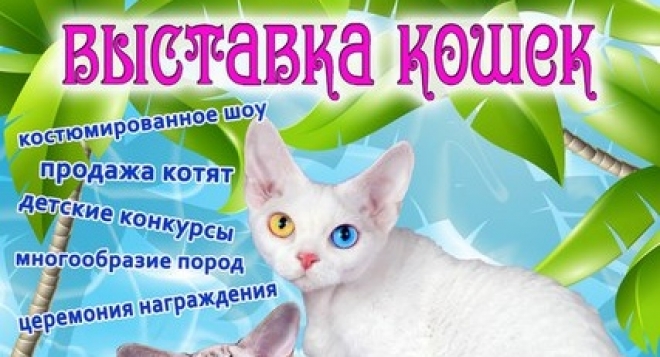 Выставка кошек
