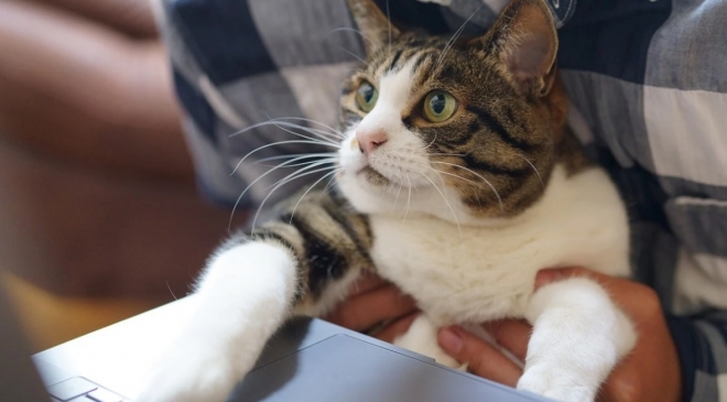 Когда работодатель не может беспокоить сотрудников на удалёнке