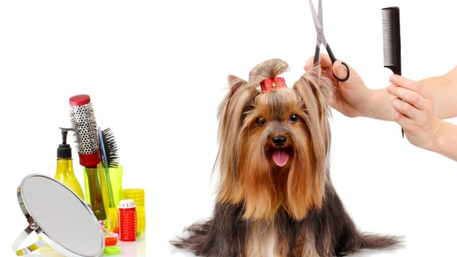 Ветеринары и зоотехники стали самыми высокооплачиваемыми специалистами по уходу за животными