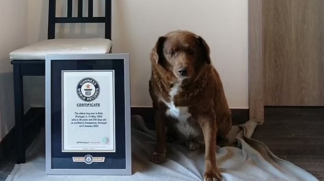 Фермерская собака по кличке Боби попала в Книгу рекордов Гиннесса как долгожитель