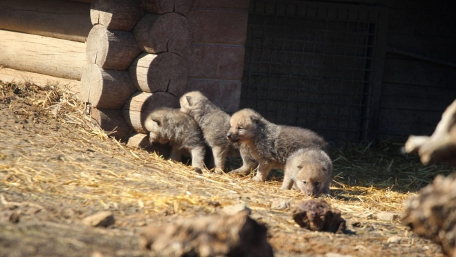 Красных и полярных волчат теперь можно увидеть в зоопарке Нижнего Новгорода