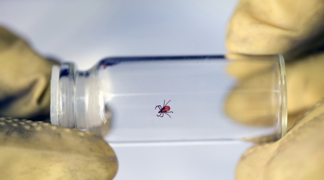 В сентябре в Марий Эл выявили четыре новых случая клещевого боррелиоза