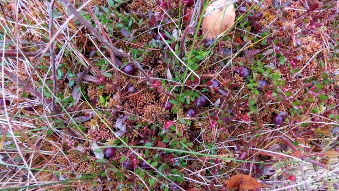 В Марий Эл объявили официальную дату сбора клюквы