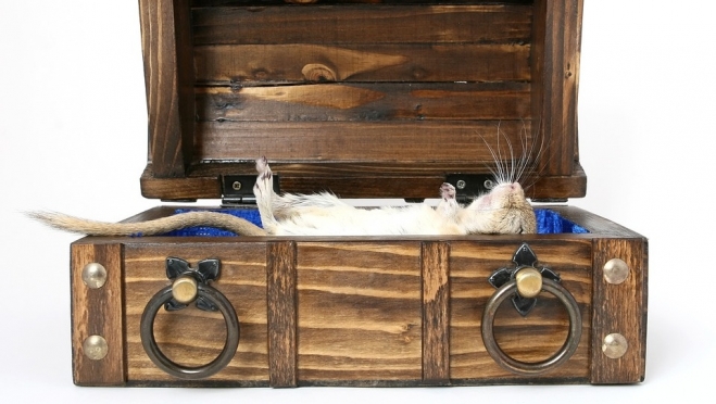 В России могут появиться жилые дома с зонами выгула и захоронения животных