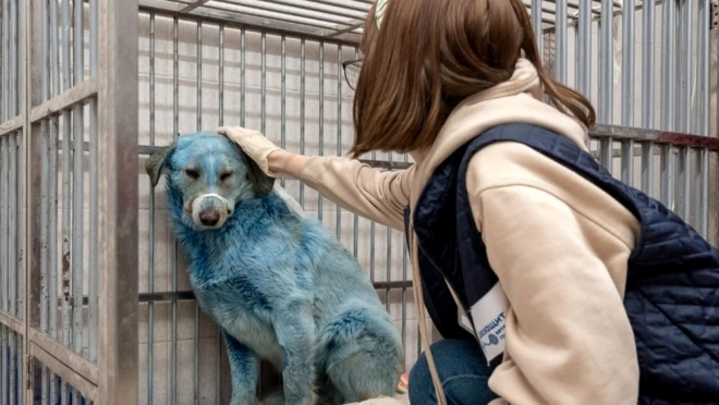 В Нижегородской области синим собакам нашли дом