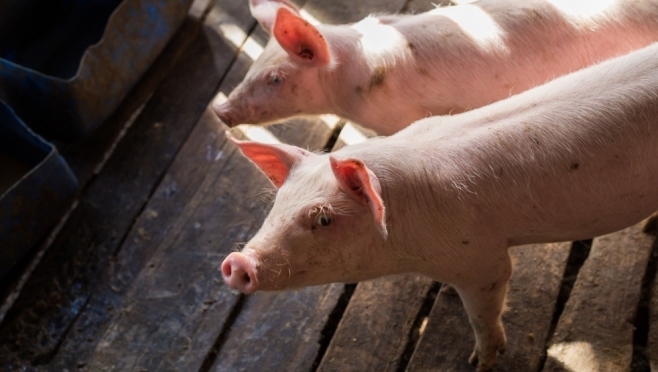 На территории посёлка Юркино ввели карантин из-за африканской чумы свиней