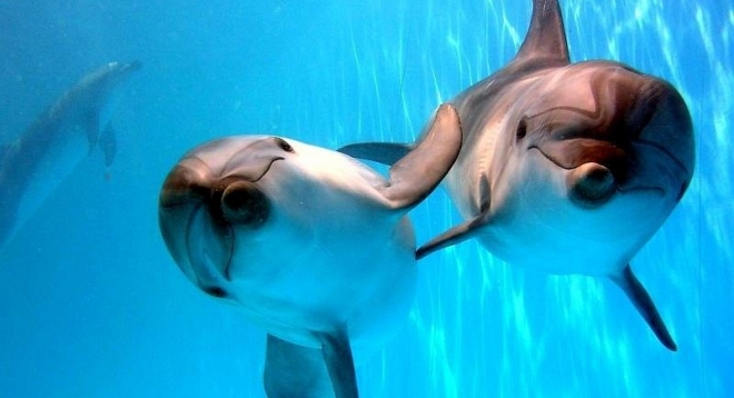 Московский дельфинарий в Йошкар-Оле