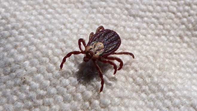 В Марий Эл растёт число людей, пострадавших от укусов клещей