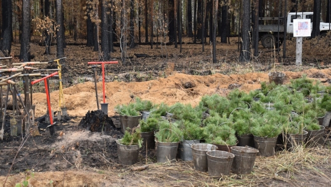 В Марий Эл продолжают восстанавливать уничтоженный крупным пожаром лес