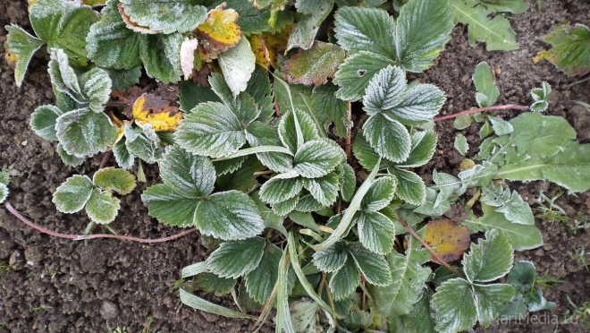 В Марий Эл в среду столбики термометров опустятся до -14ºС