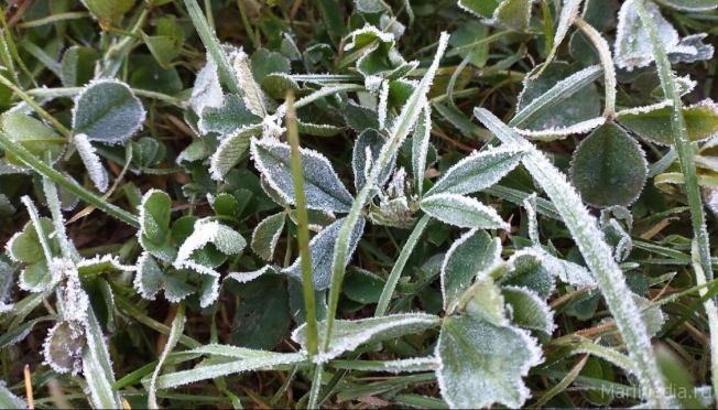 В Марий Эл в ночь на 11 мая прогнозируют слабые заморозки до -1ºС