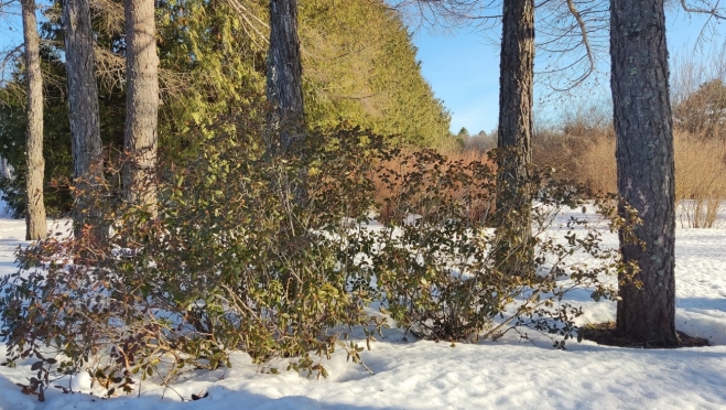 В начале недели в Марий Эл воздух прогреется до +5ºС