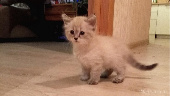 12 сентября нельзя стричься, покупать одежду и приносить в дом котёнка