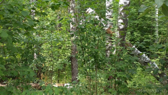 В Марий Эл 12 тысяч кв. километров занимают леса
