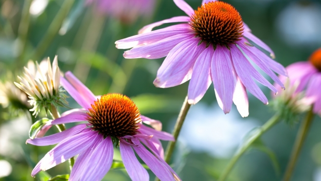 Спрос на услуги флористов в Приволжском федеральном округе вырос почти в полтора раза