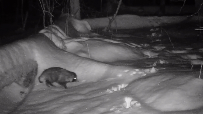 В заповеднике «Большая Кокшага» фотоловушка «поймала» енотовидную собаку