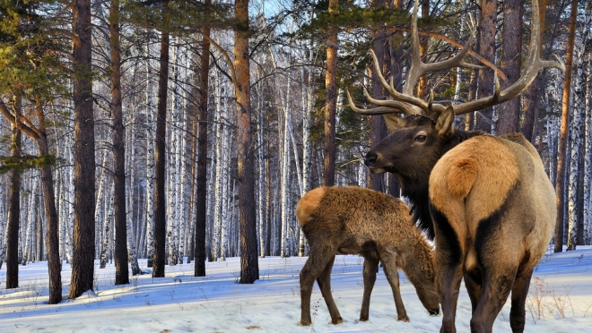 В этом году в лесах Марий Эл замечено большое количество следов лосей