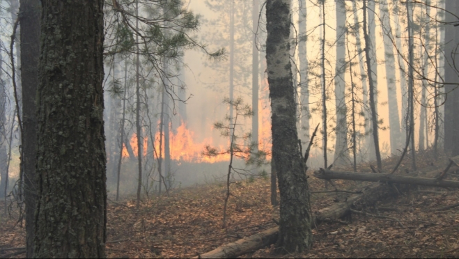 За время пожароопасного сезона в Марий Эл произошёл 51 лесной пожар