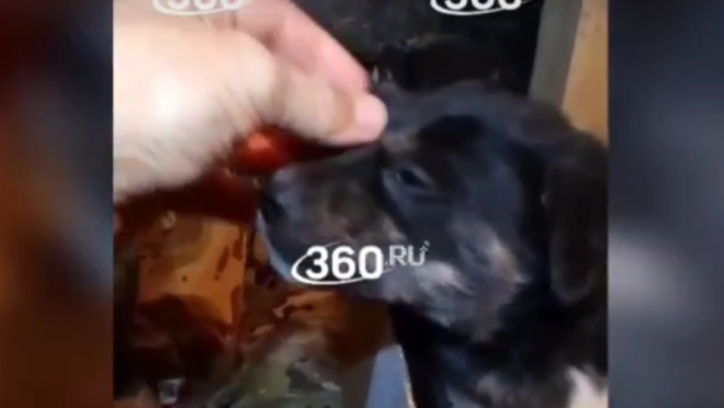 В разведывательном батальоне появился щенок с позывным Нурс