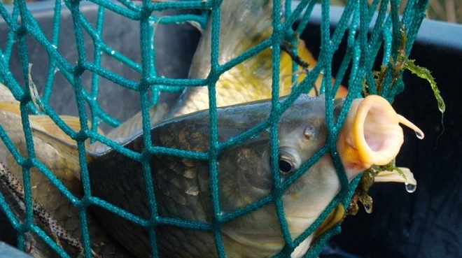 Рыбак из Марий Эл пойман с поличным в Чувашии