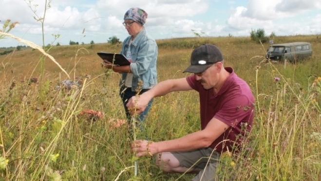 Зверобой волосистый хорошо приживается в Марий Эл