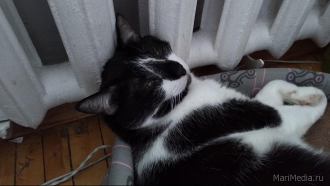 Депутаты предлагают привязать количество домашних животных к квадратным метрам