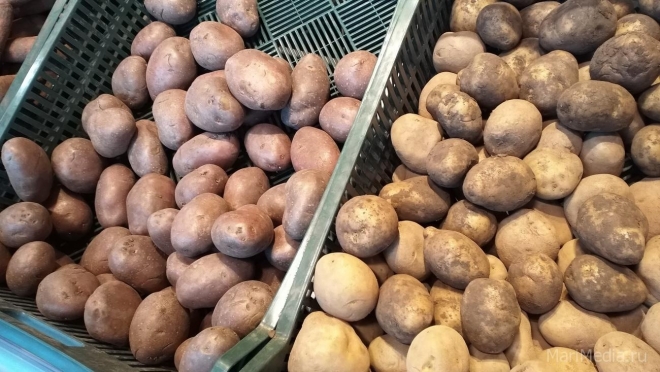 В Марий Эл на прилавках магазинов может появиться картофель «экономкласса»