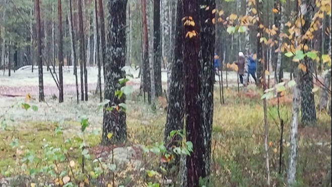 В лесах Килемарского района сутки искали пропавшую женщину