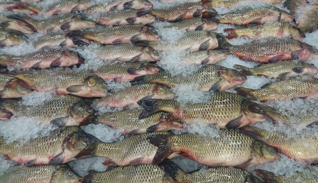 Испанский диетолог посоветовала замораживать свежую рыбу перед употреблением