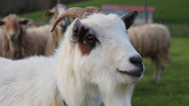 По сравнению с прошлым годом поголовье овец и коз в Марий Эл выросло на 41%