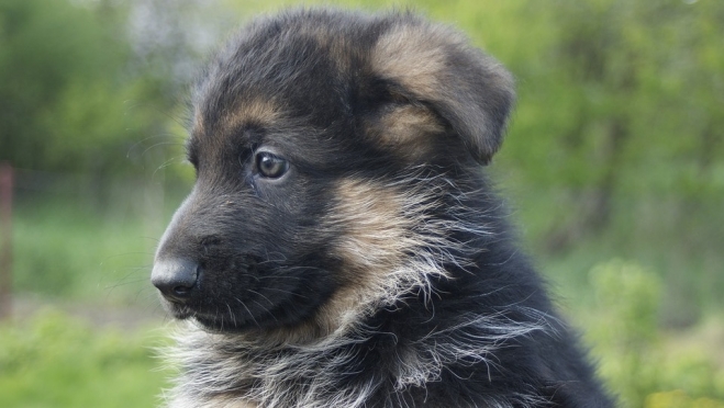 На службе в УФСИН бог хитрости и коварства — Локи