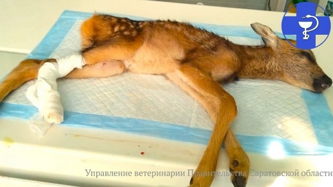Ветеринарам пришлось прооперировать детеныша косули