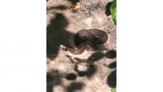 Йошкаролинка обнаружила в своём малиннике гадюку