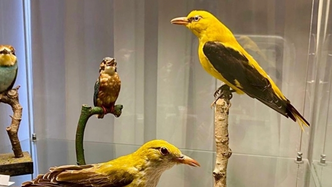 В Национальном музее Марий Эл расскажут о птицах Марийского края