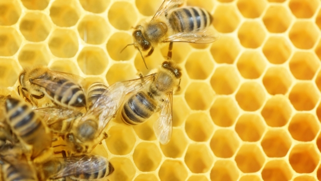Пчеловоды Марий Эл собрали 561 тонну меда