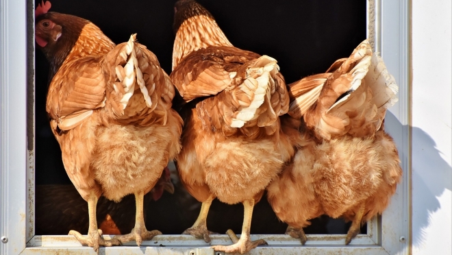 В Новоторъяльском районе в пожаре сгорели 20 кур