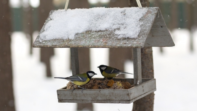 Ботанический сад-институт принимает корма для птиц и белок